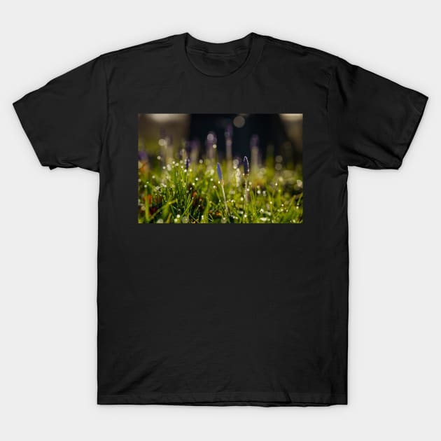 Wide Crocus T-Shirt by Shadow3561